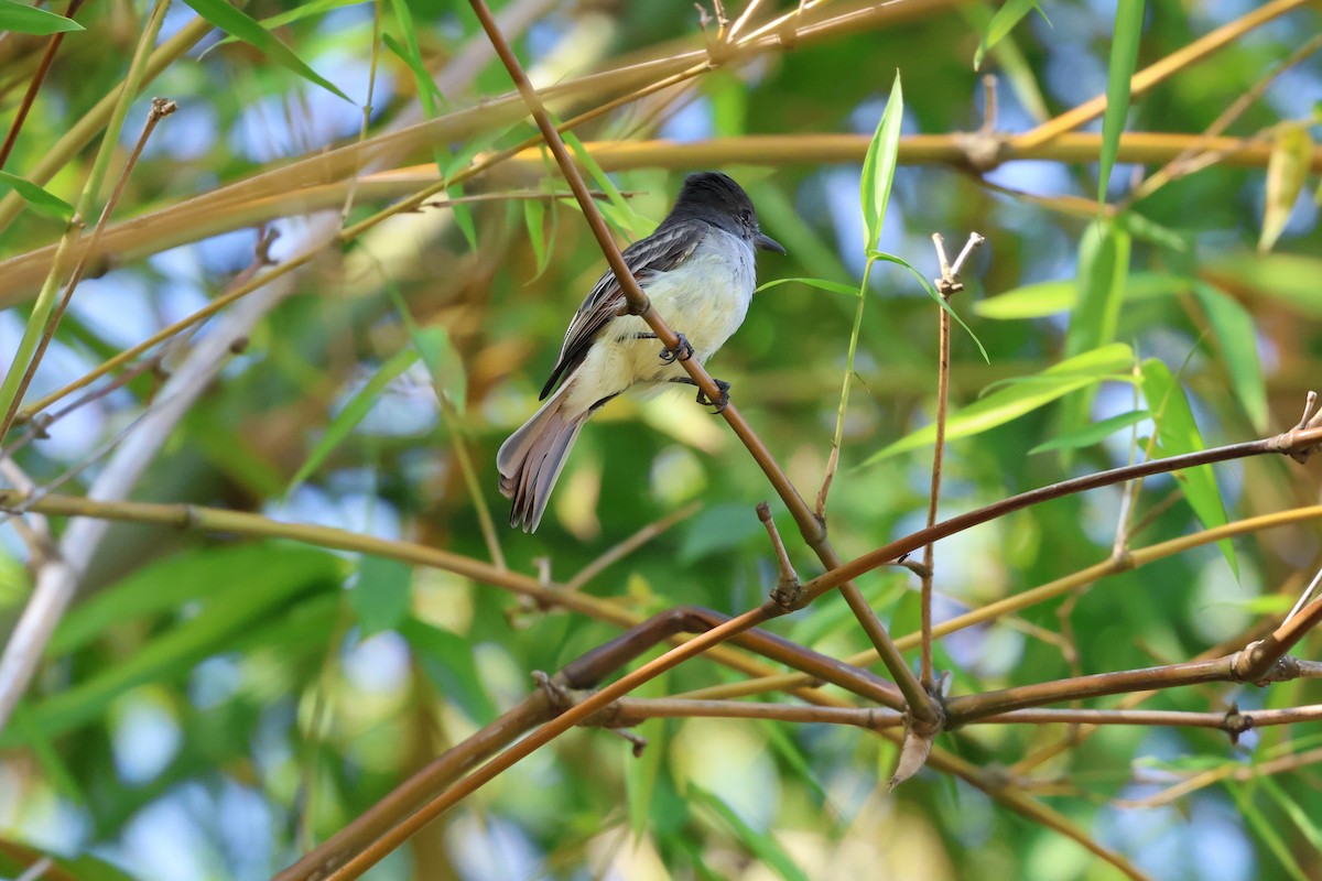 Stolid Flycatcher - ML647265057