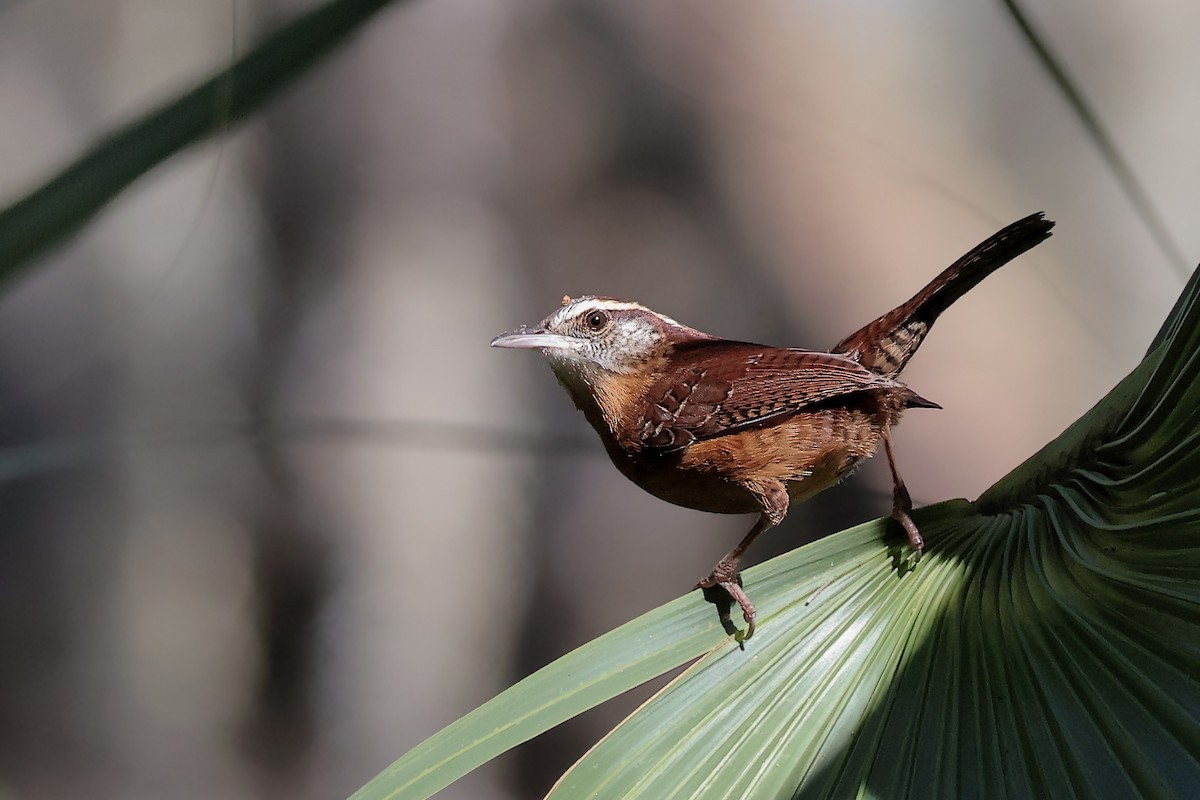 Carolina Wren - ML647265059