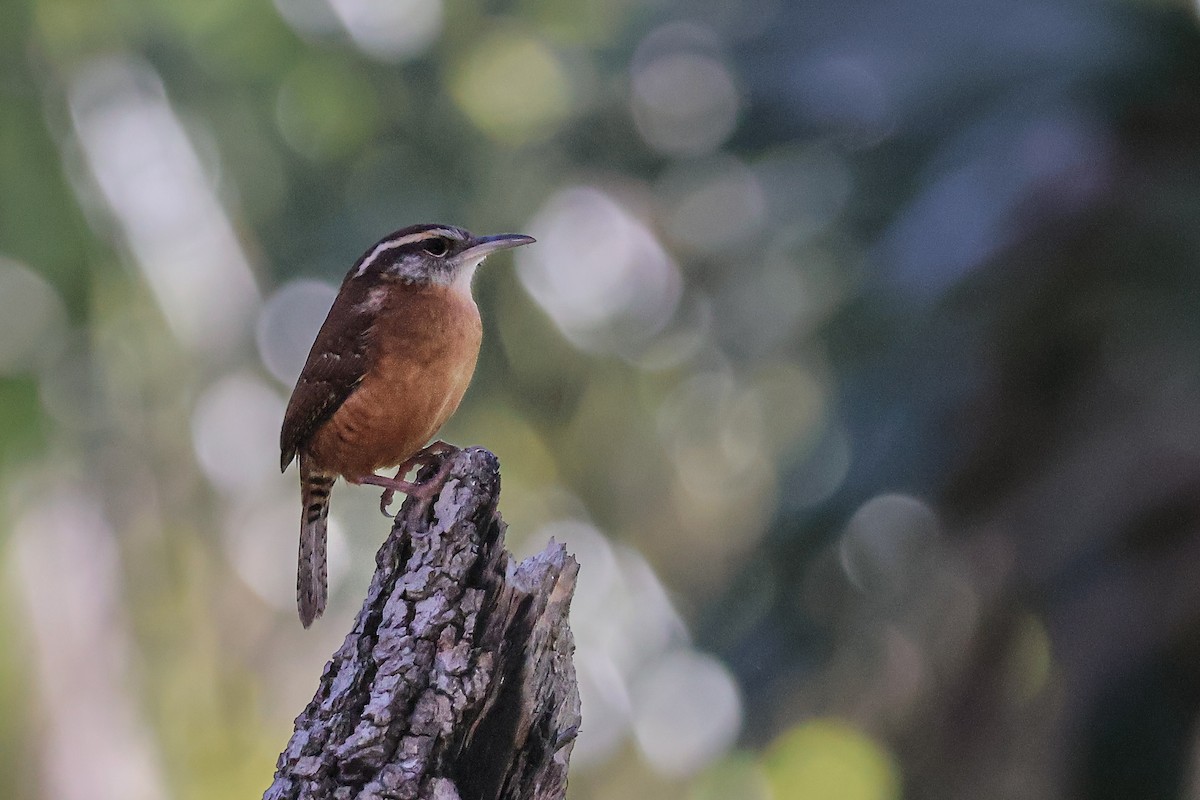 Carolina Wren - ML647265060