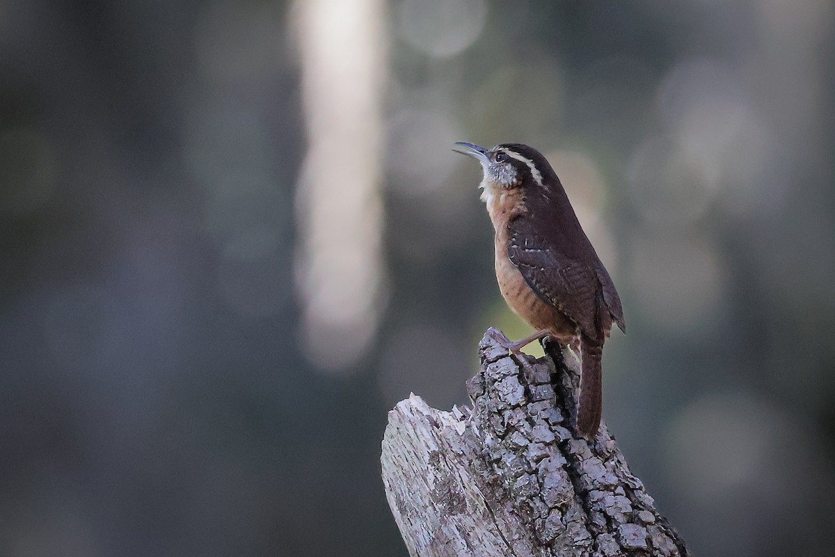 Carolina Wren - ML647265061