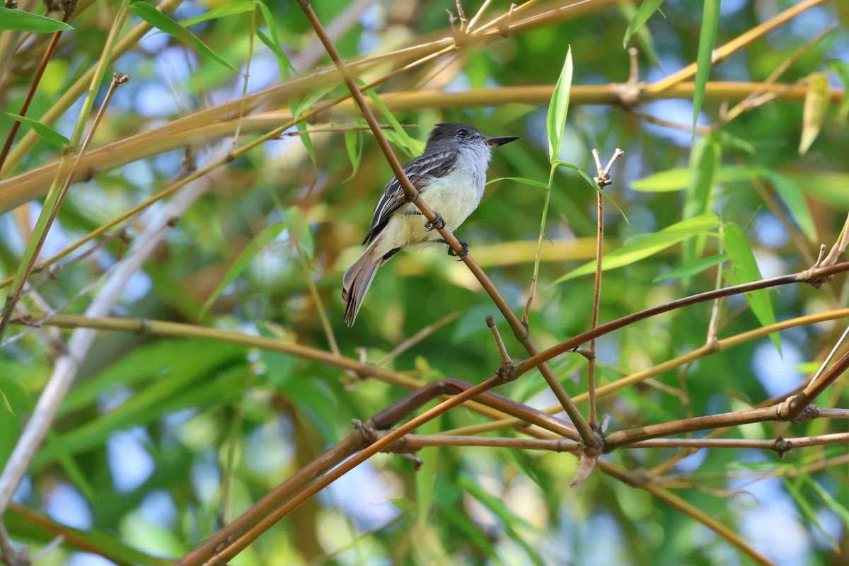 Stolid Flycatcher - ML647265065