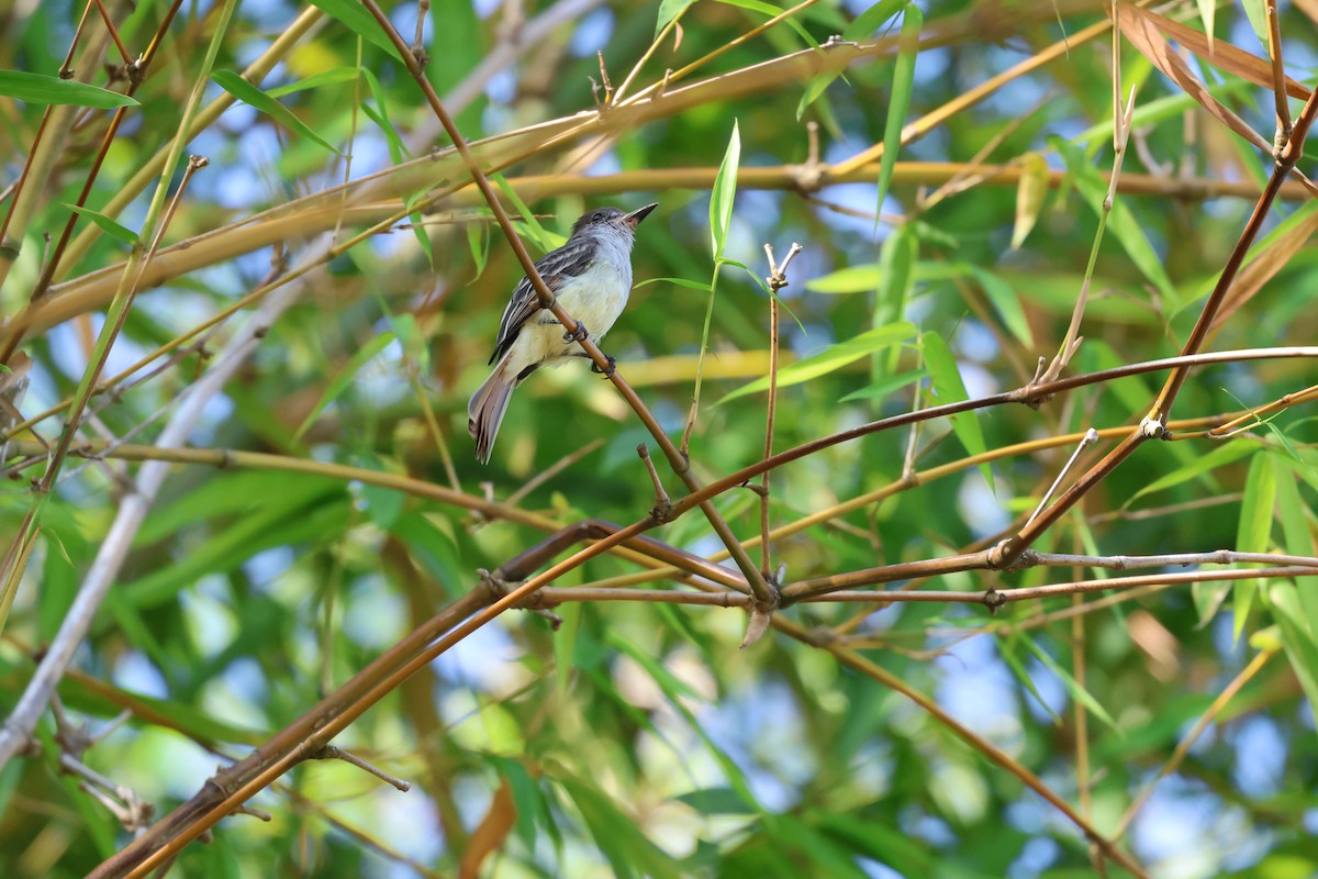 Stolid Flycatcher - ML647265073