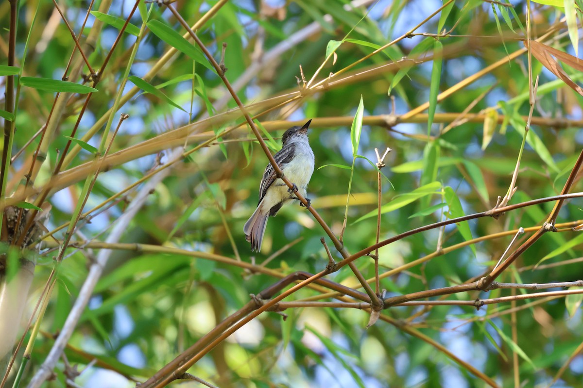 Stolid Flycatcher - ML647265080