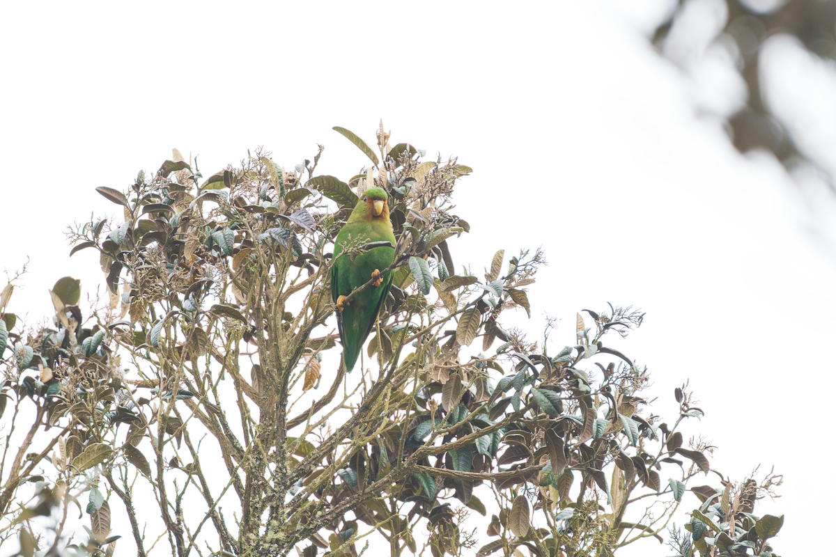 Rufous-fronted Parakeet - ML647265086