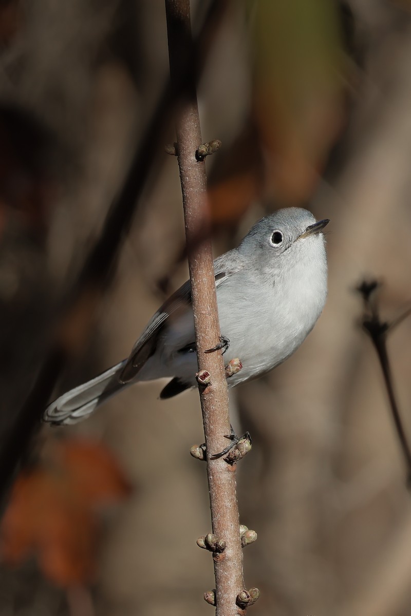 Blue-gray Gnatcatcher - ML647265087