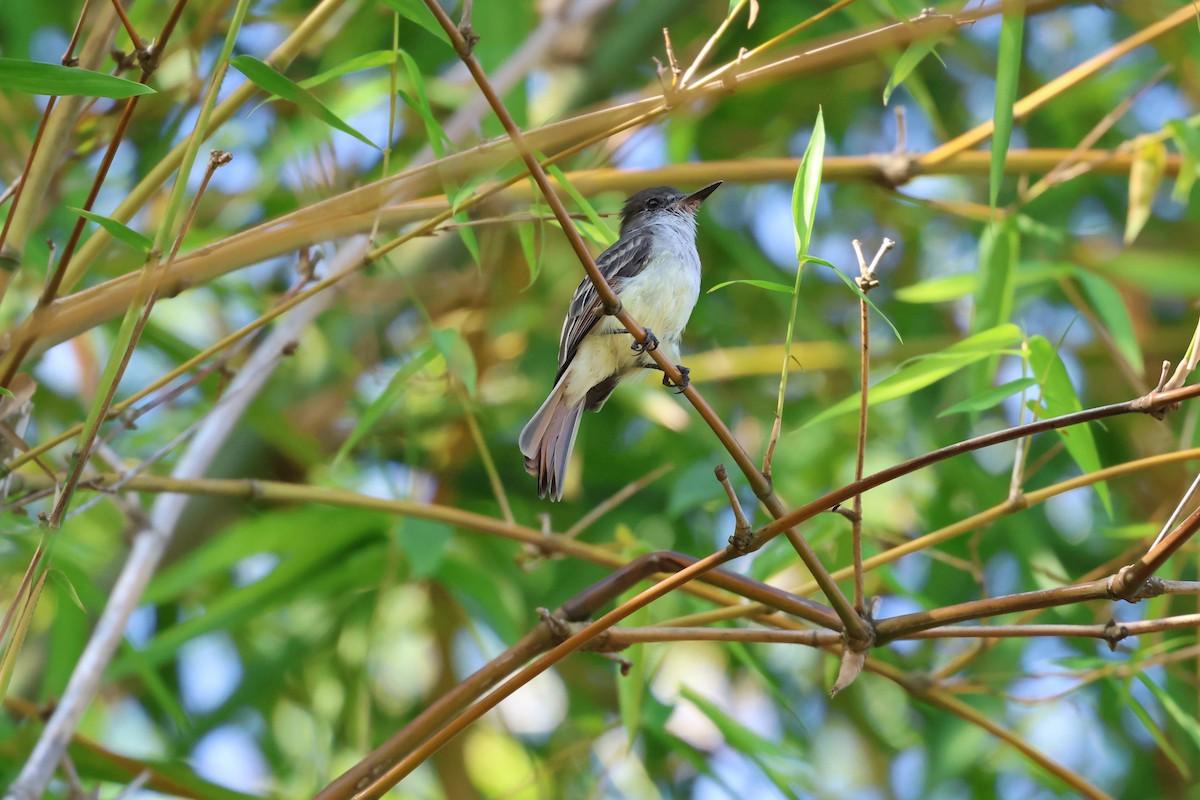 Stolid Flycatcher - ML647265088
