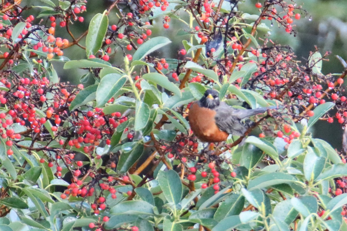 American Robin - ML647265090