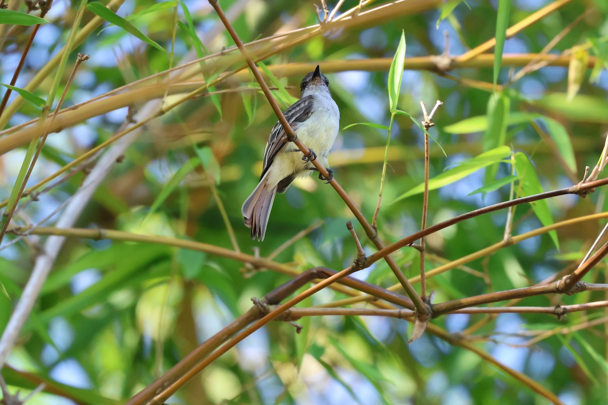 Stolid Flycatcher - ML647265102
