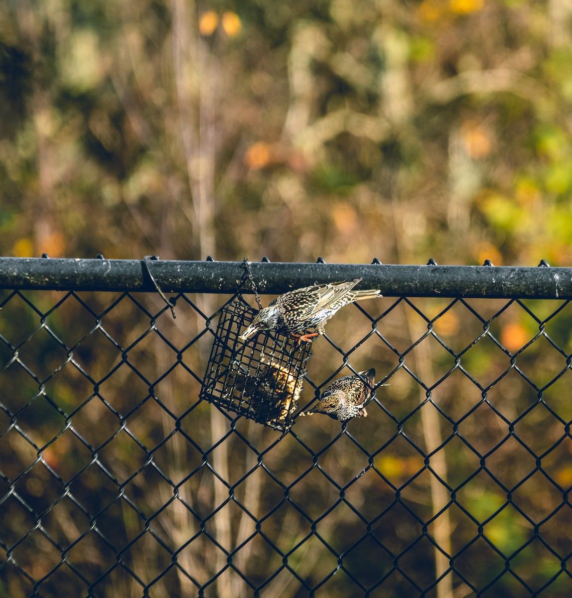 European Starling - ML647265103