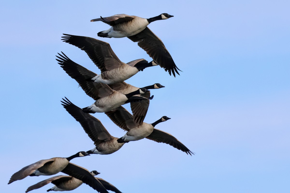 Canada Goose - ML647265104