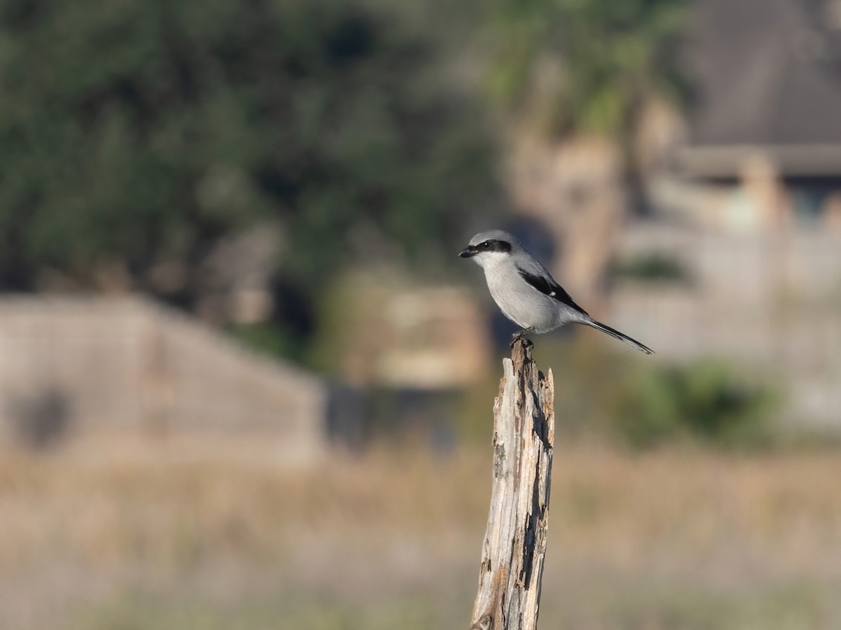 Amerika Örümcekkuşu - ML647265105