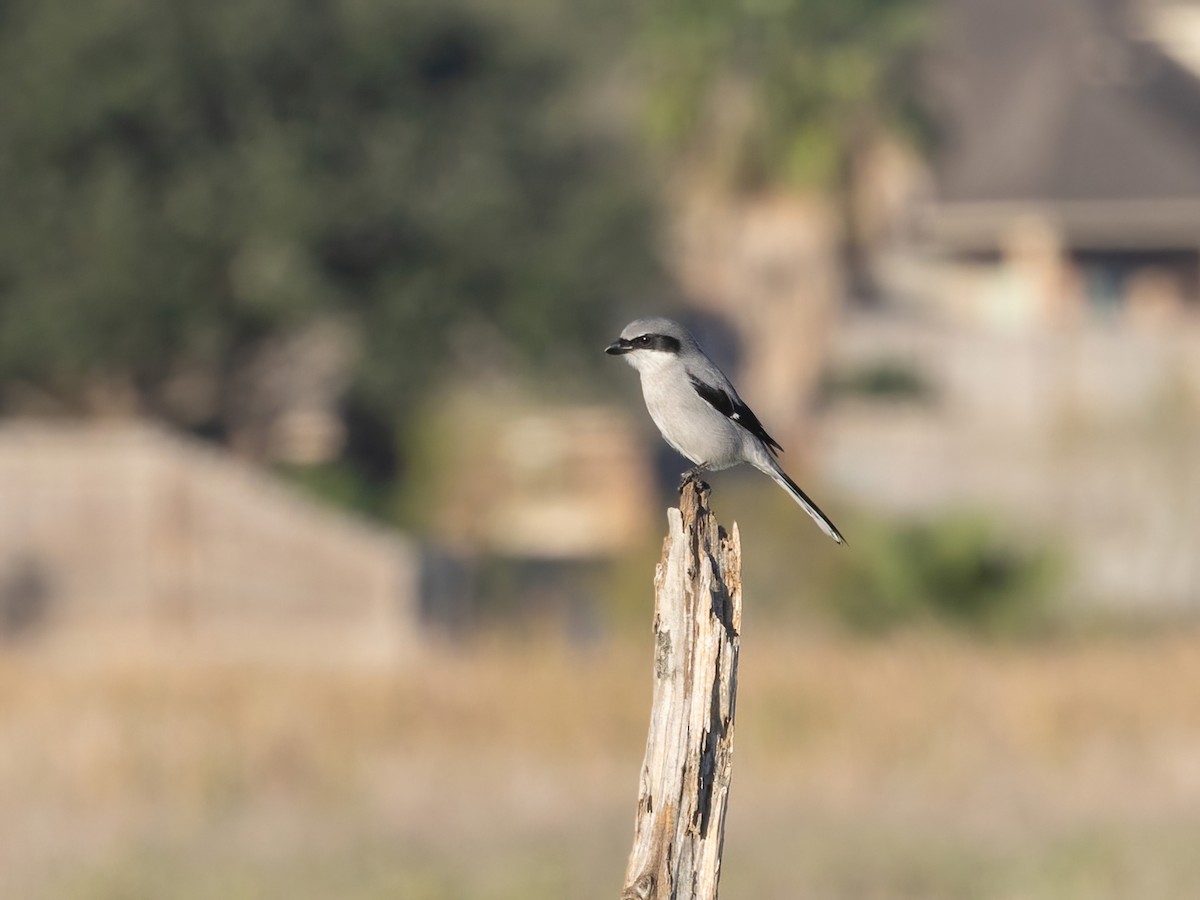 Amerika Örümcekkuşu - ML647265106