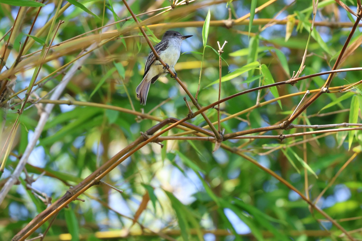 Stolid Flycatcher - ML647265108