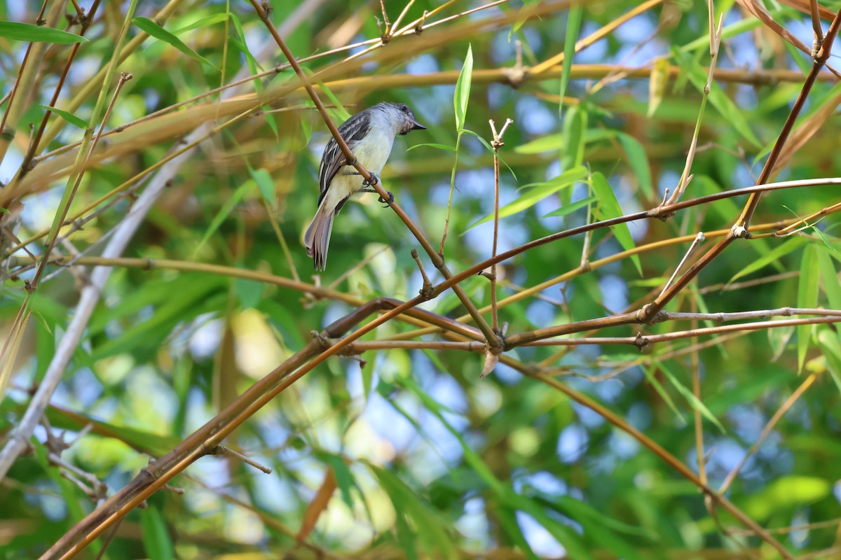 Stolid Flycatcher - ML647265112