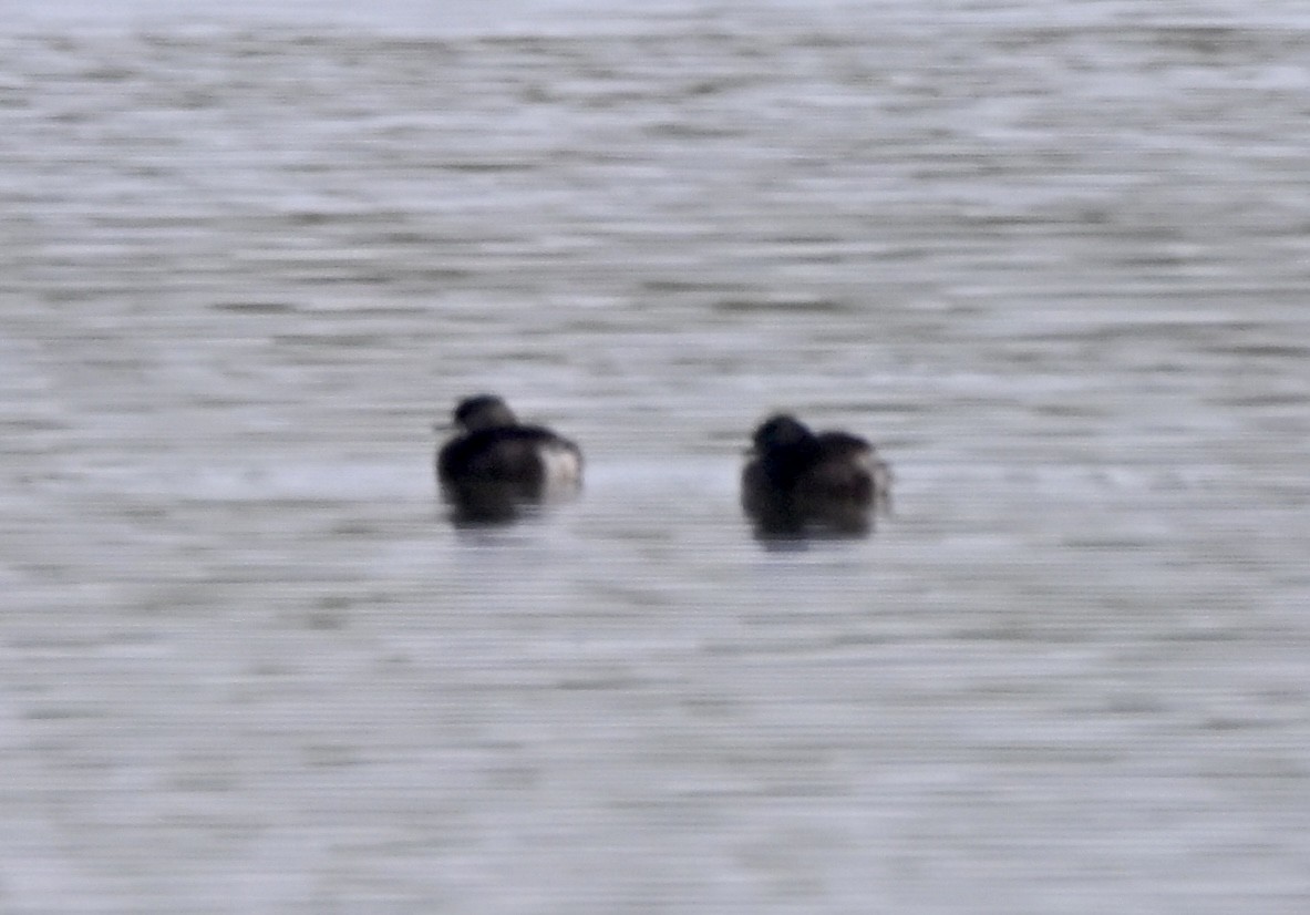 Least Grebe - ML647265114