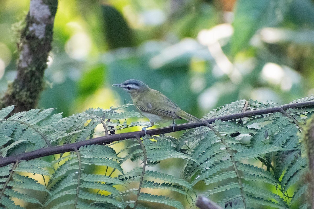 Chivi Vireo (resident) - ML647265136