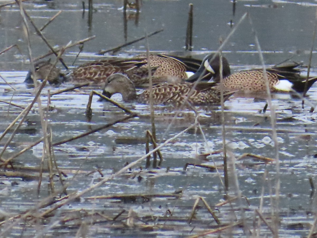 Blue-winged Teal - ML647265138