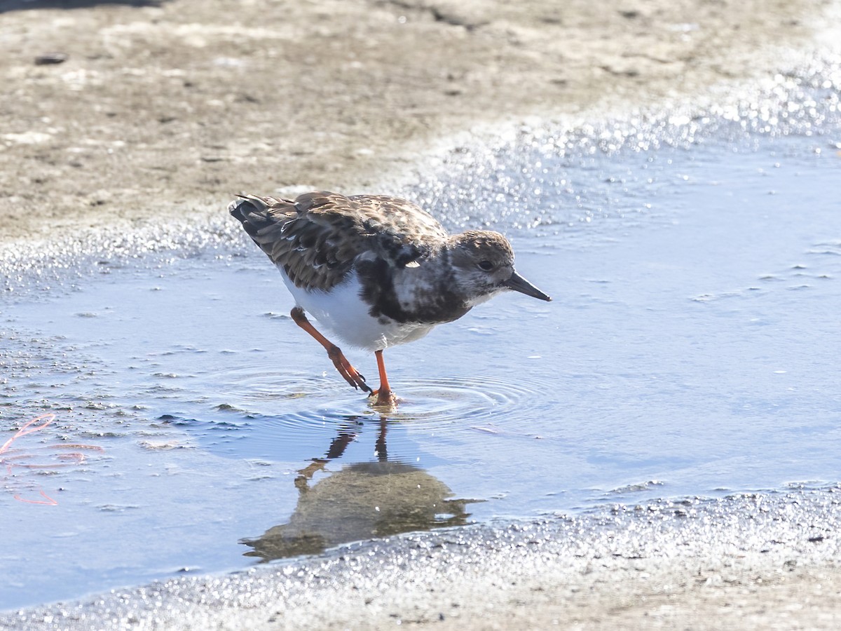 ארנריה אדמונית - ML647265143