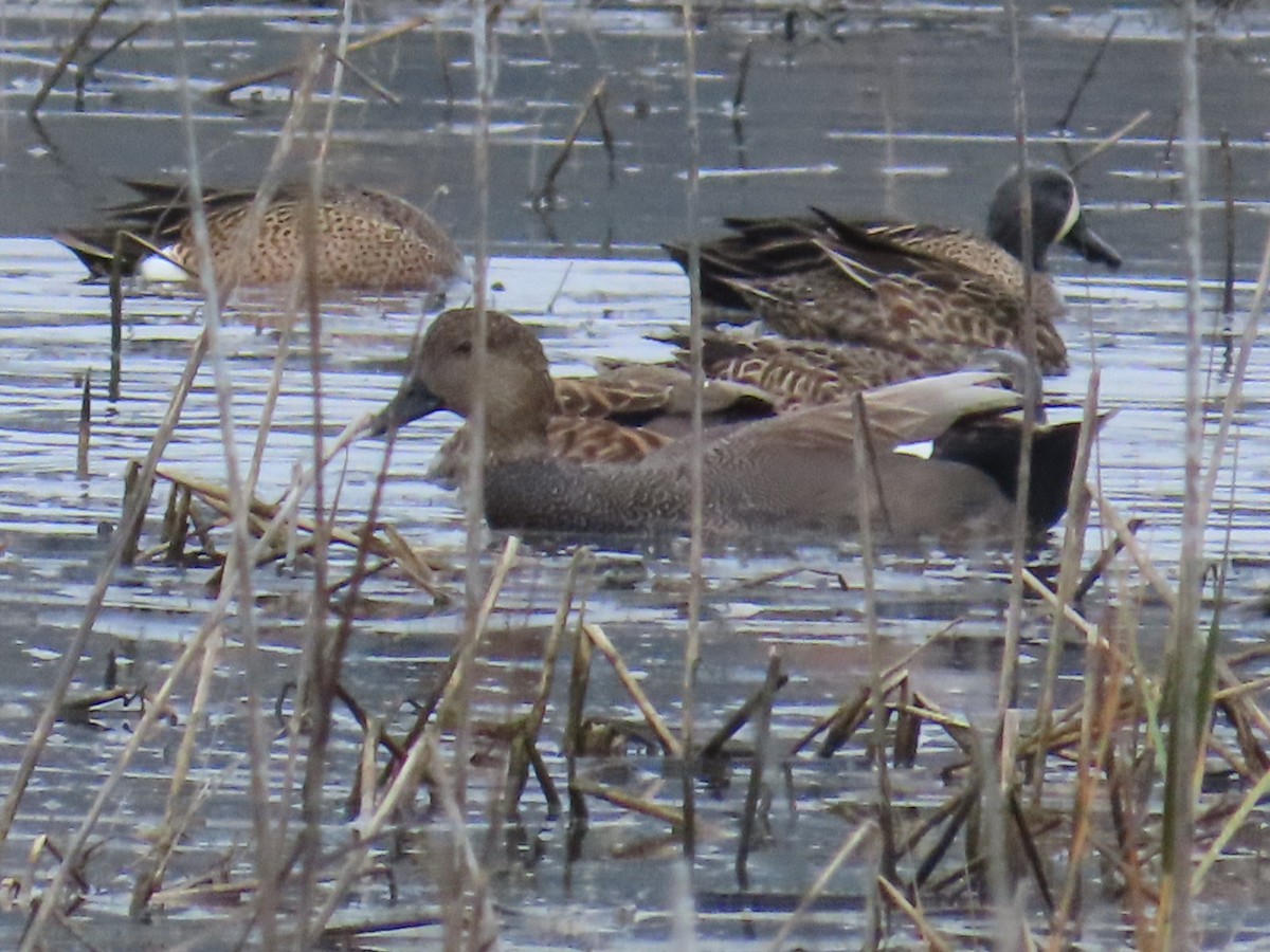 Blue-winged Teal - ML647265150