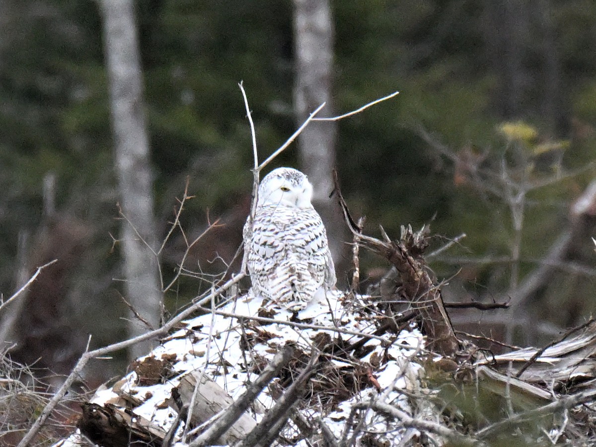 Snowy Owl - ML647265157