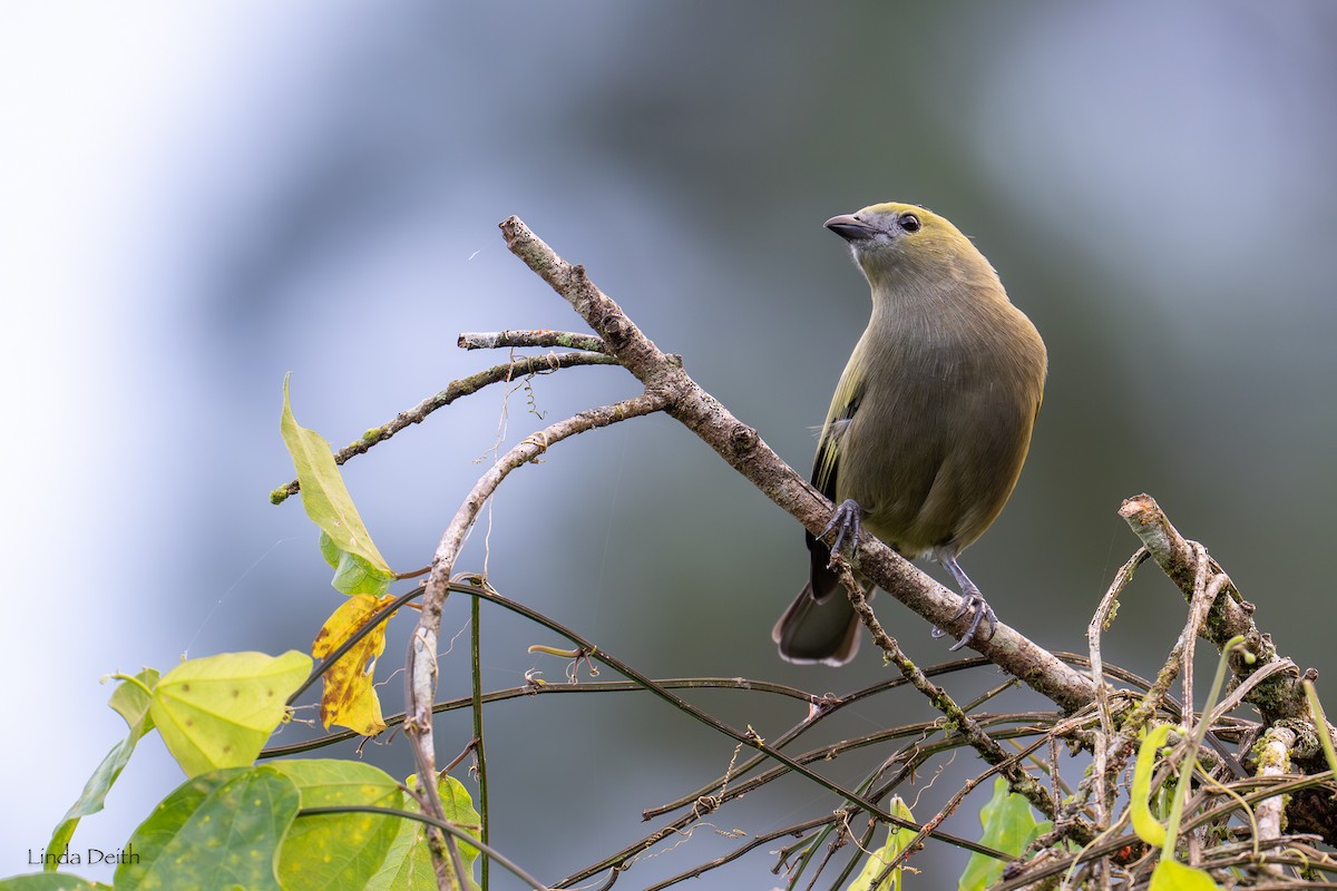 Palm Tanager - ML647265158