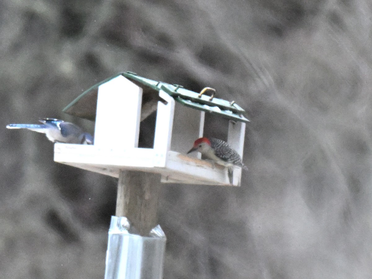 Red-bellied Woodpecker - ML647265166