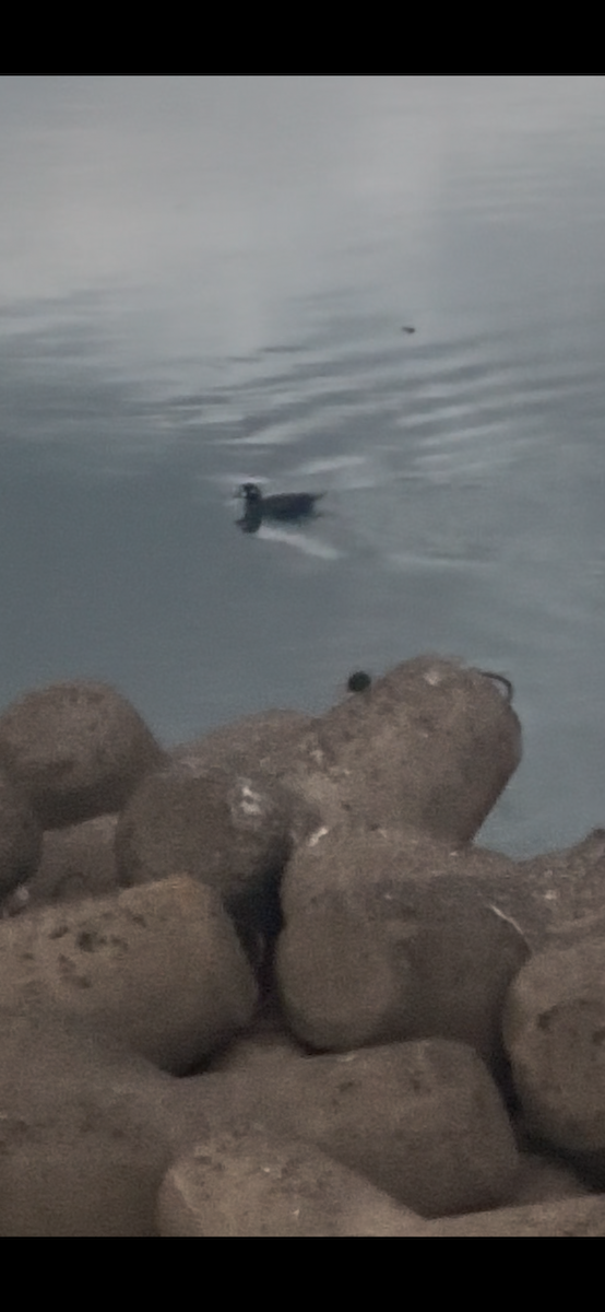 Harlequin Duck - ML647265167