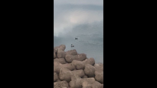 ברווז איסלנדי - ML647265168