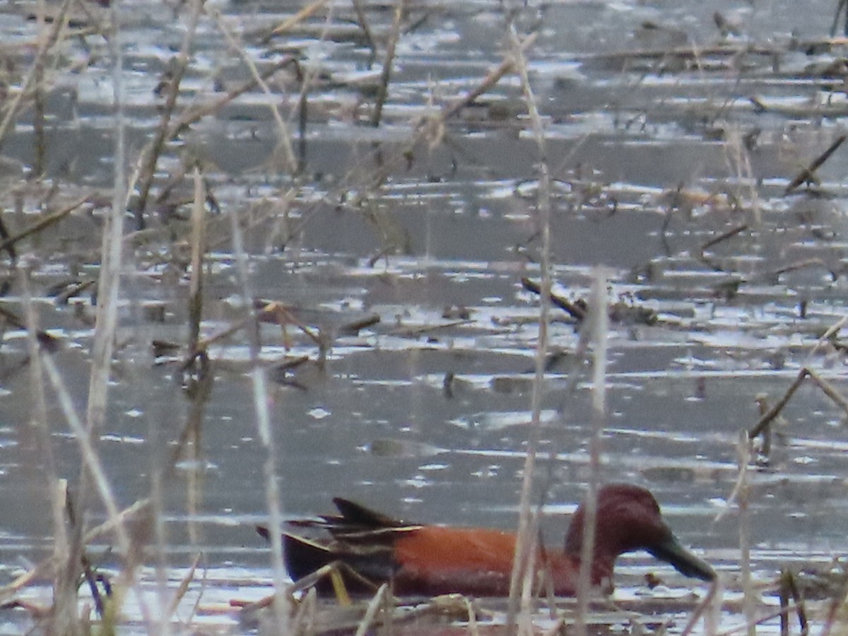 Cinnamon Teal - ML647265171