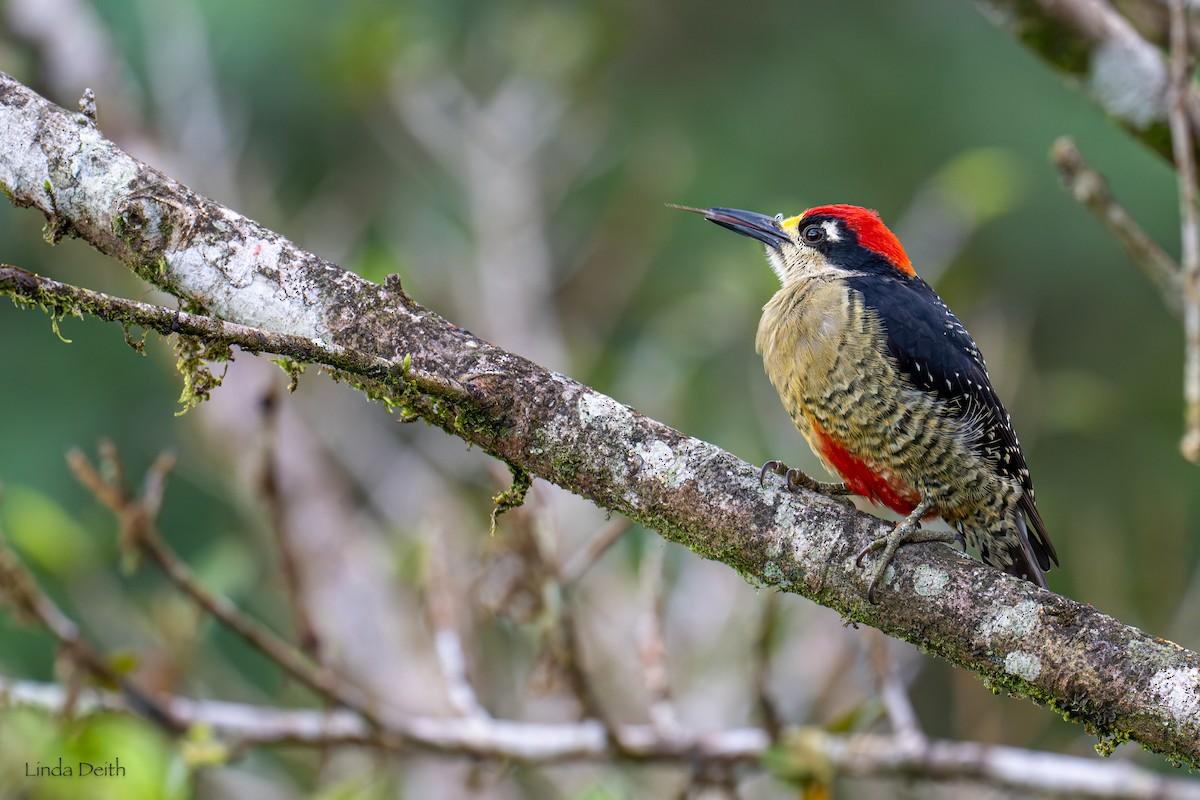 Black-cheeked Woodpecker - ML647265193