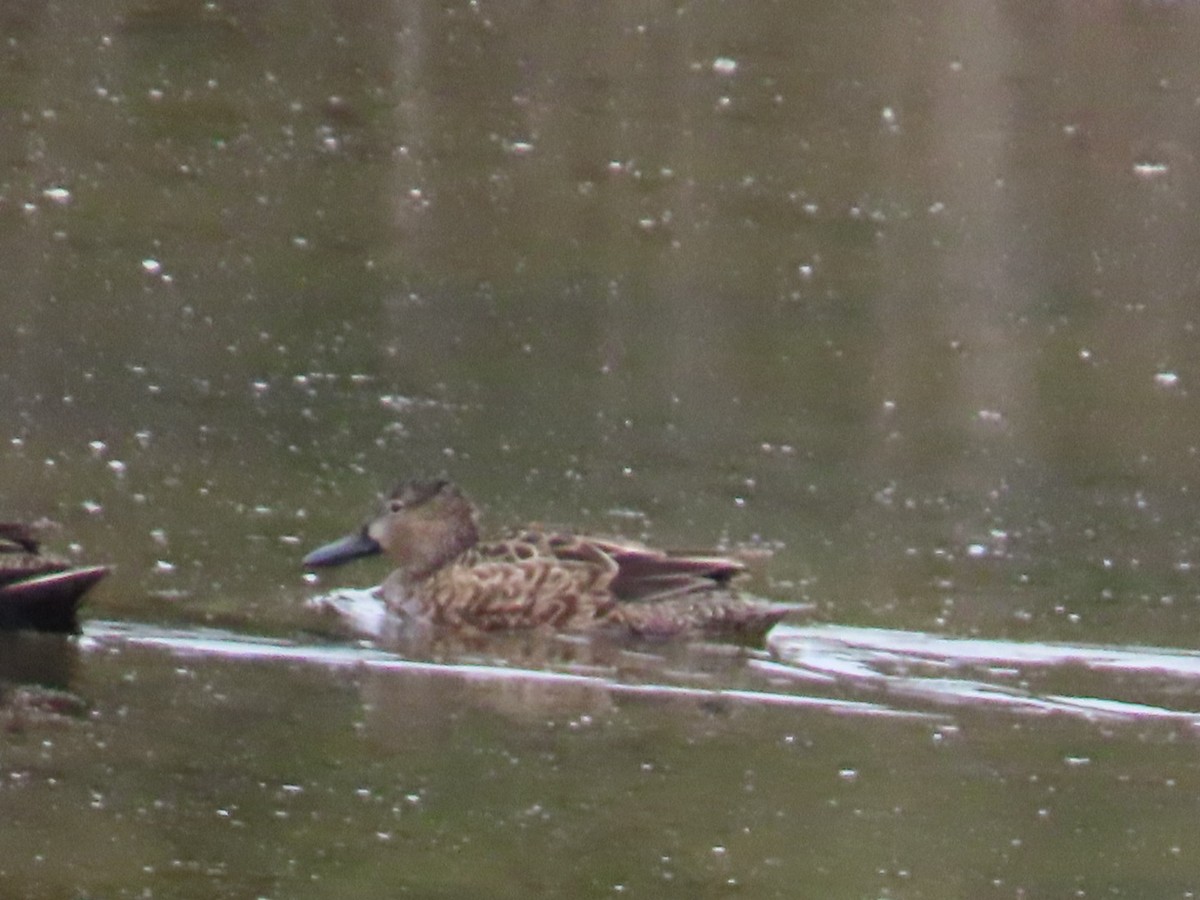 Northern Shoveler - ML647265196