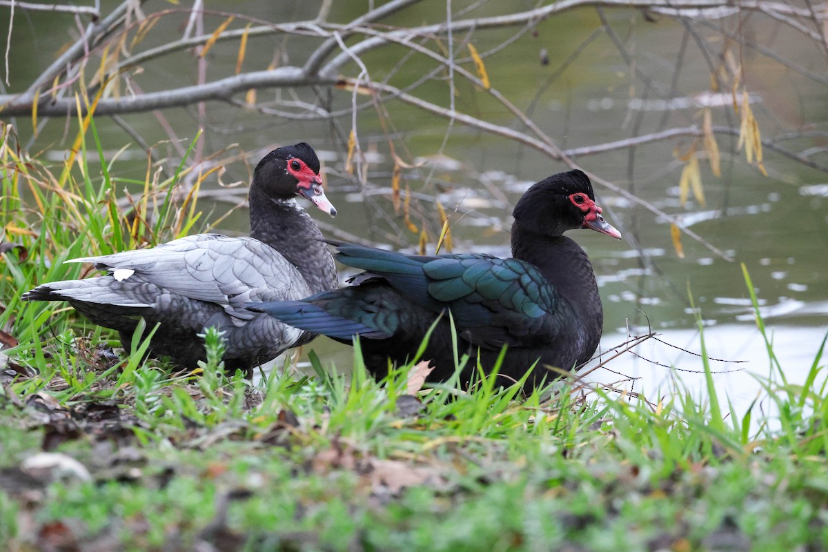 Muscovy Duck (Domestic type) - ML647265198