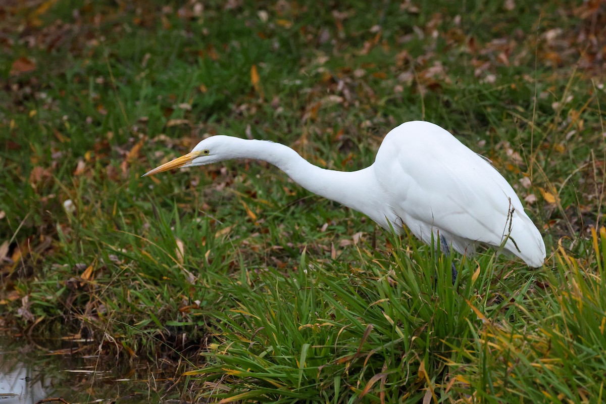 Great Egret - ML647265204