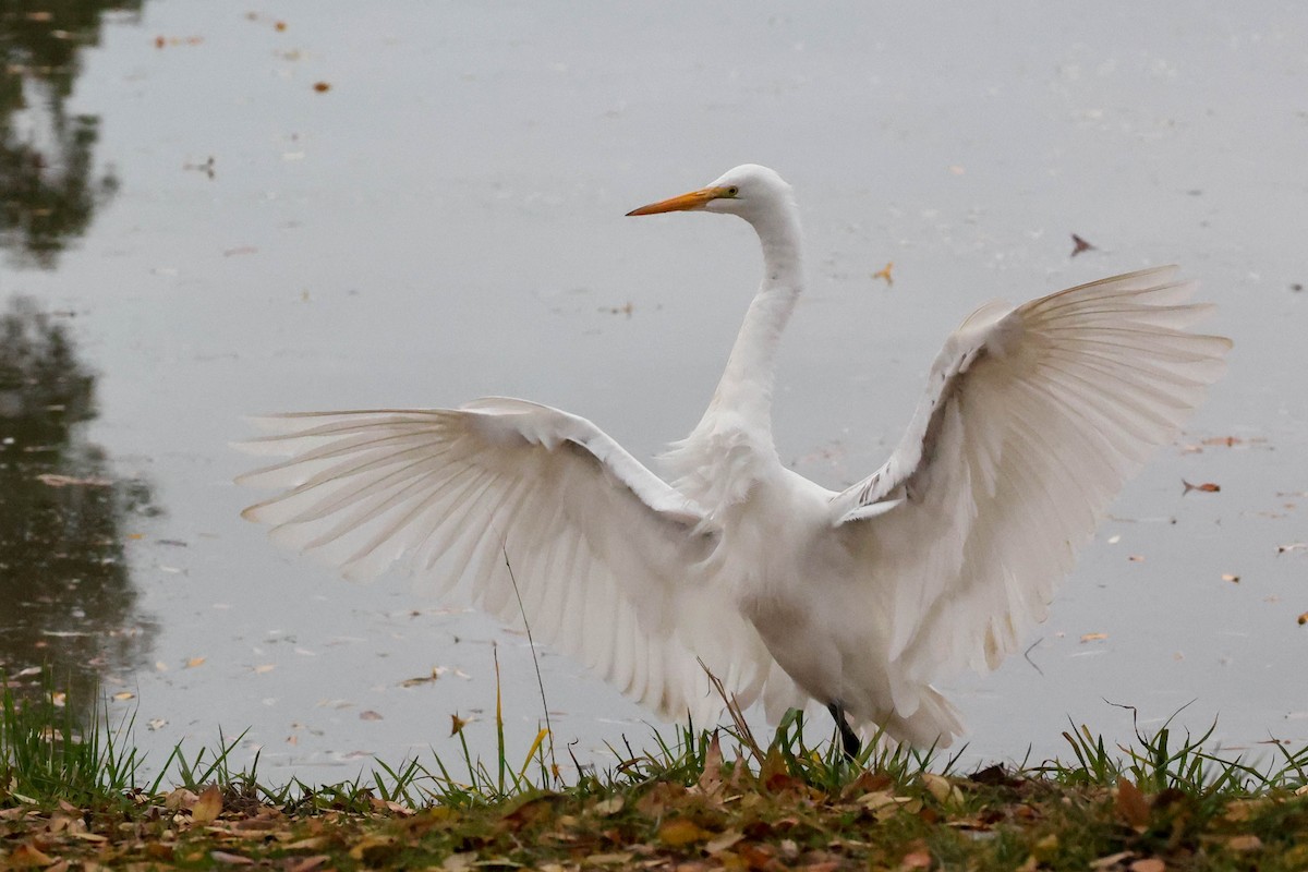 Great Egret - ML647265205