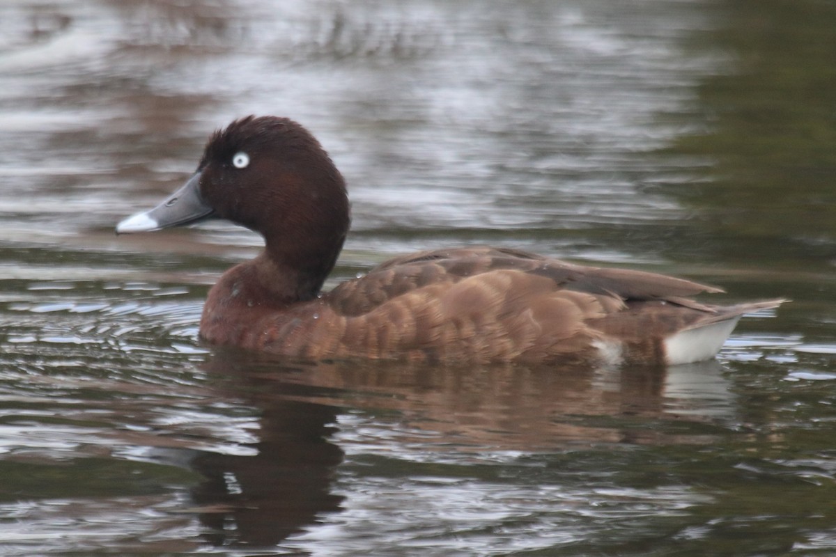 Hardhead - ML647265206