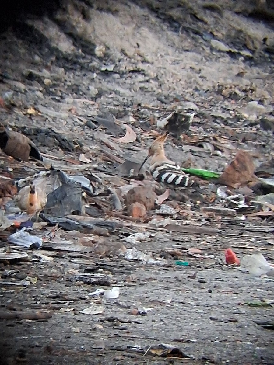 Удод - ML647265209