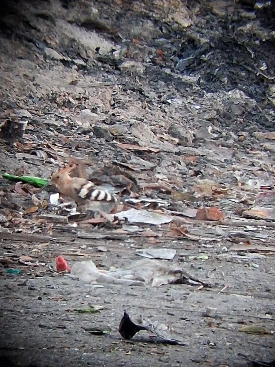 Удод - ML647265210