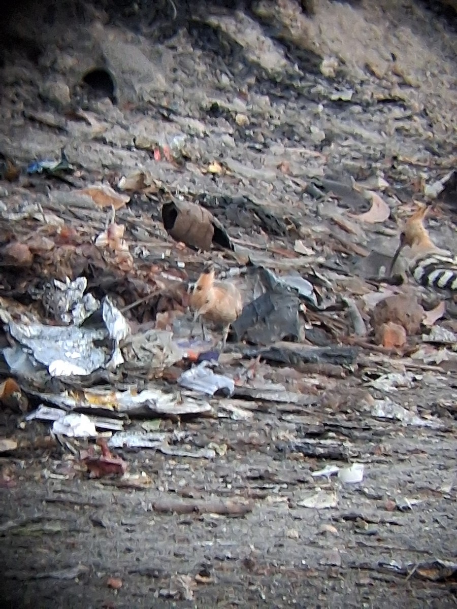 Удод - ML647265211