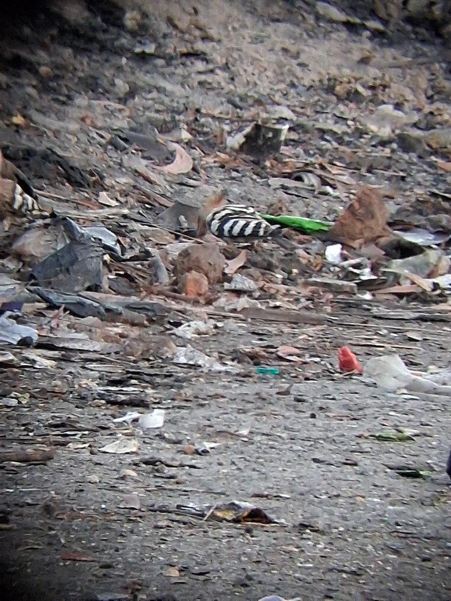 Удод - ML647265212