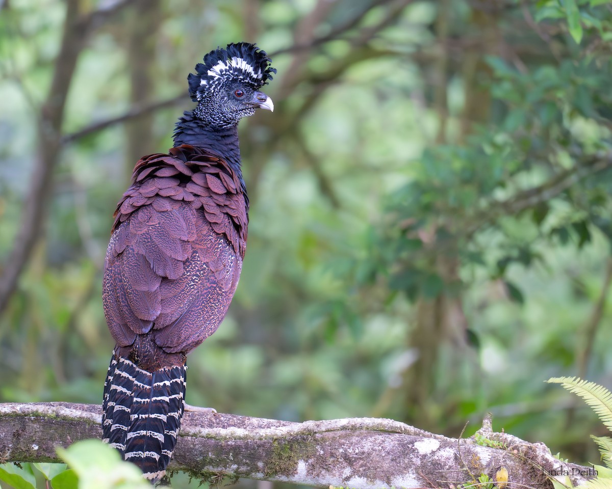 Great Curassow - ML647265214