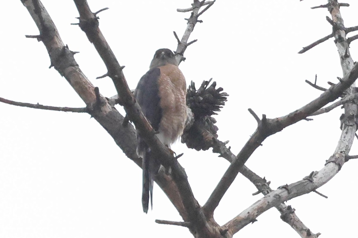 Cooper's Hawk - ML647265219