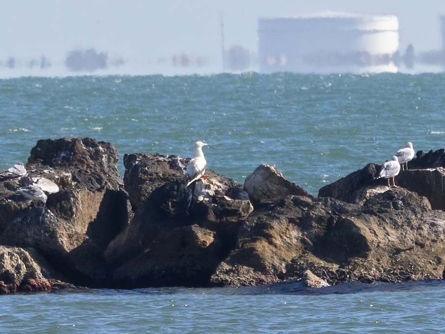 Rotfußtölpel - ML647265221