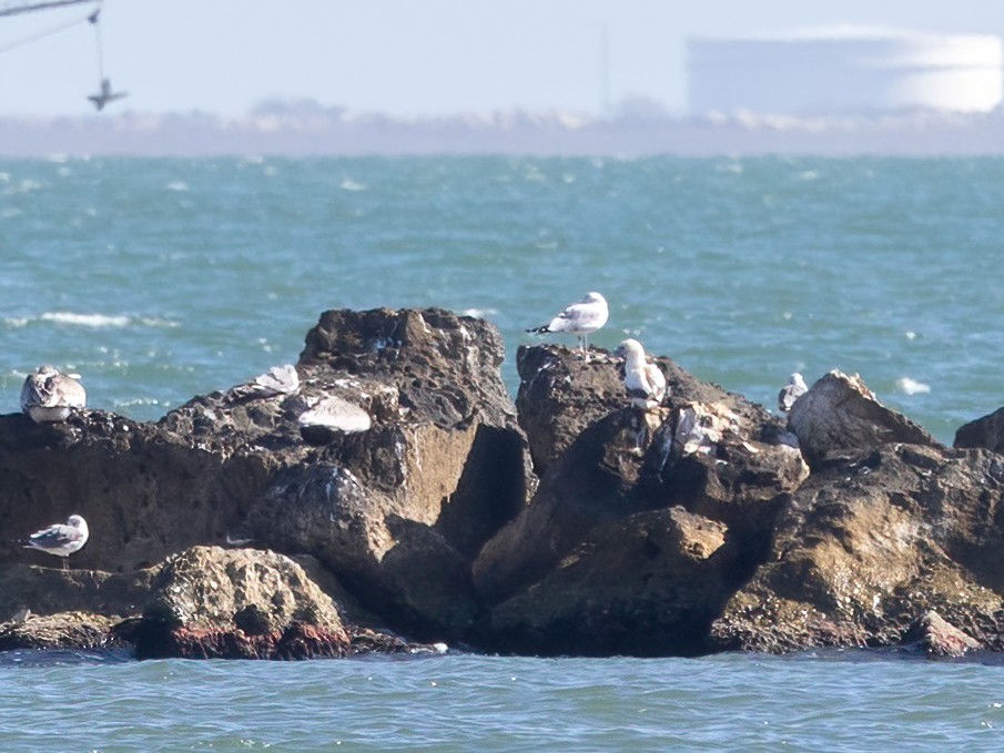 Rotfußtölpel - ML647265222