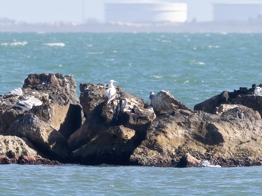 Rotfußtölpel - ML647265223