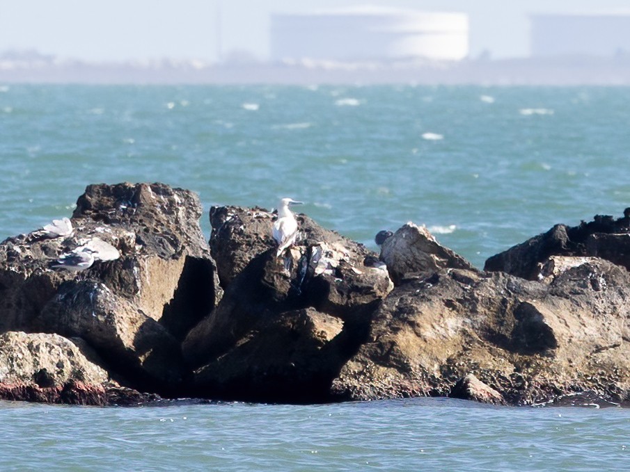 Rotfußtölpel - ML647265224