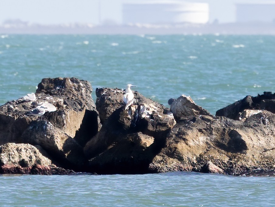 Rotfußtölpel - ML647265225