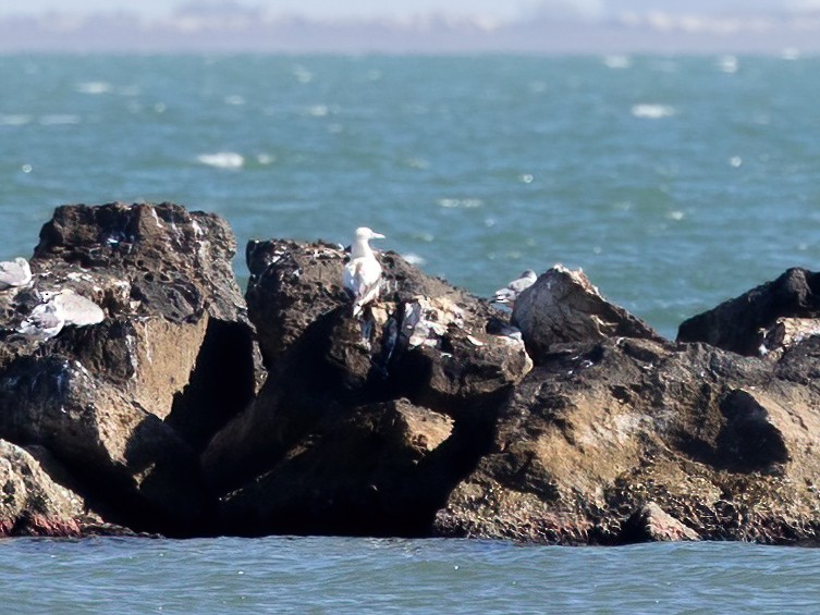 Rotfußtölpel - ML647265226