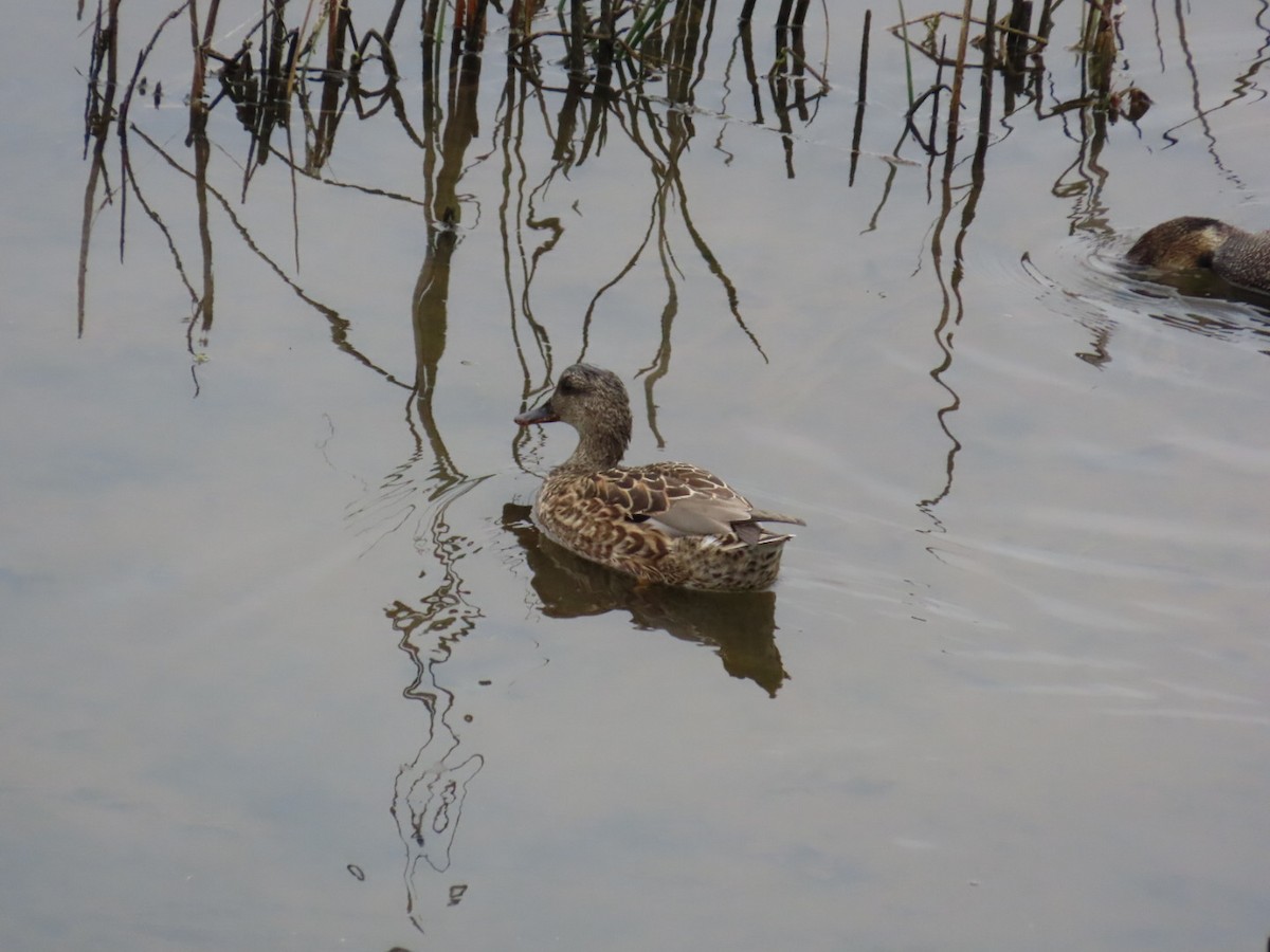 Boz Ördek - ML647265229