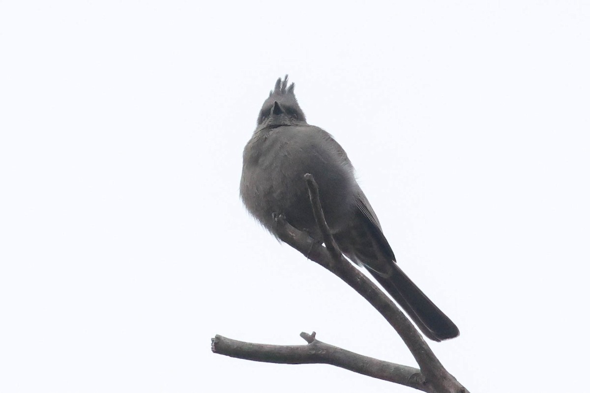 Phainopepla - ML647265230