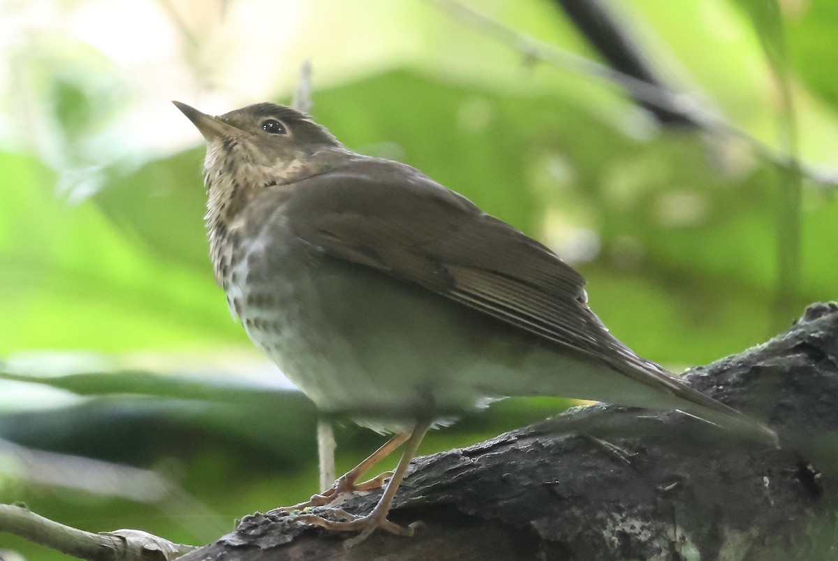 Малый дрозд - ML647265231